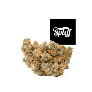 Jack Herer in Spliff Dispensaries DC and New York City
