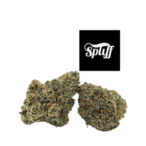 Dispensary in DC Lemon Cherry Gelato Strain in Cannabis Dispensary