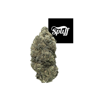 Hash Burger cannabis strain premium flower available at Spliff Nation Dispensary in Washington DC