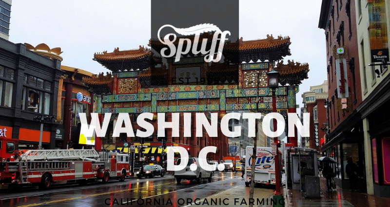 Downtown Washington DC Weed Dispensary | Cannabis Fun Event