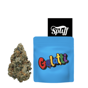 Gelatti Strain By Cookies Dispensary in Washington dc. The best weed Dispensary near me in DC