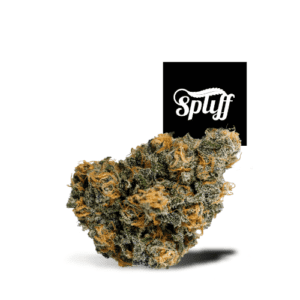 Blue Dream Cannabis Strain