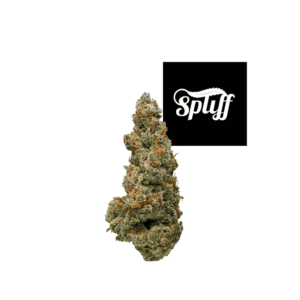Jack Frost strain available at Spliff Nation Weed Dispensary in Washington DC