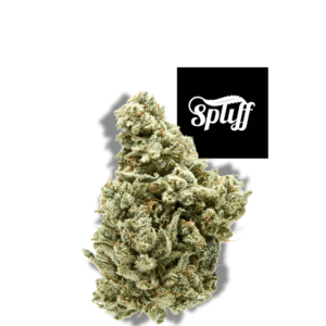 Close-up image of Gorilla Glue #4 cannabis flower nug