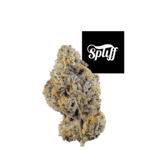 Wedding Cake cannabis bud showcasing vibrant colors