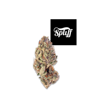 Tropicana Runtz Exotic Hybrid Flower – Frosted Purple and Lime Green Buds at Spliff Nation Dispensary in Washington DC