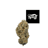 Gelatti Strain By Cookies Dispensary in Washington dc. The Dispensary near me