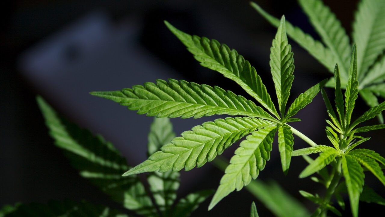 What Is the Cost of a Dispensary License