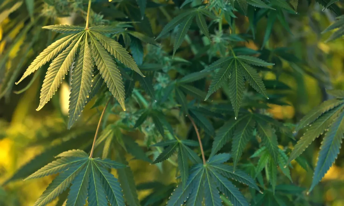 Is Dispensary Weed Safe: Risks and Benefits Explained