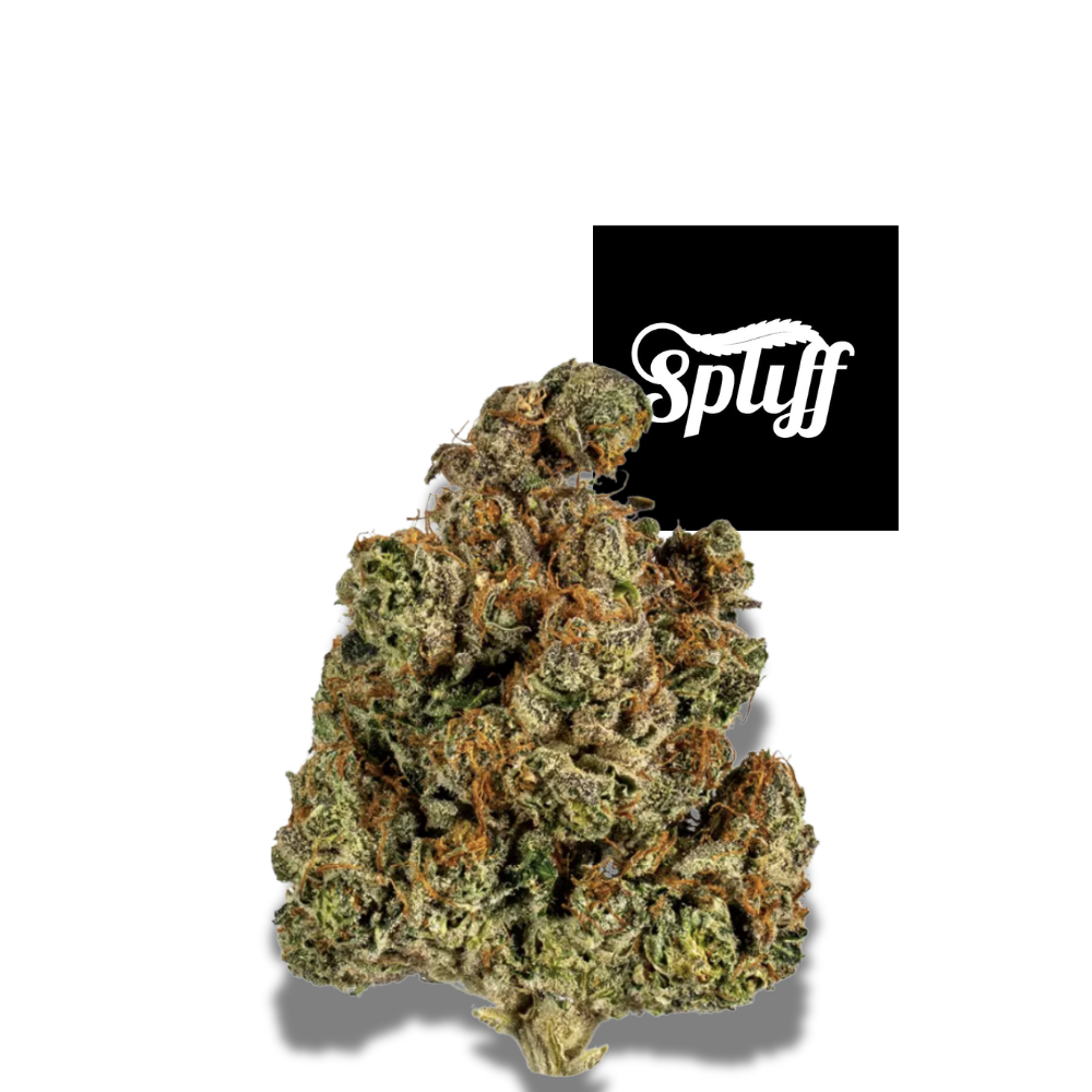 Trainwreck sativa flower 22% THC premium cannabis bud Spliff Nation Dispensary Washington DC