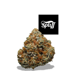 Godfather OG strain – premium indoor indica flower – available at Spliff Nation Dispensary in Washington DC