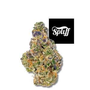 Gumbo Strain Hybrid Flower 25.2% THC at Spliff Nation Dispensary Washington DC