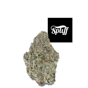 Permanent Marker hybrid cannabis flower 34.3% THC premium exotic bud from Spliff Dispensary Washington DC