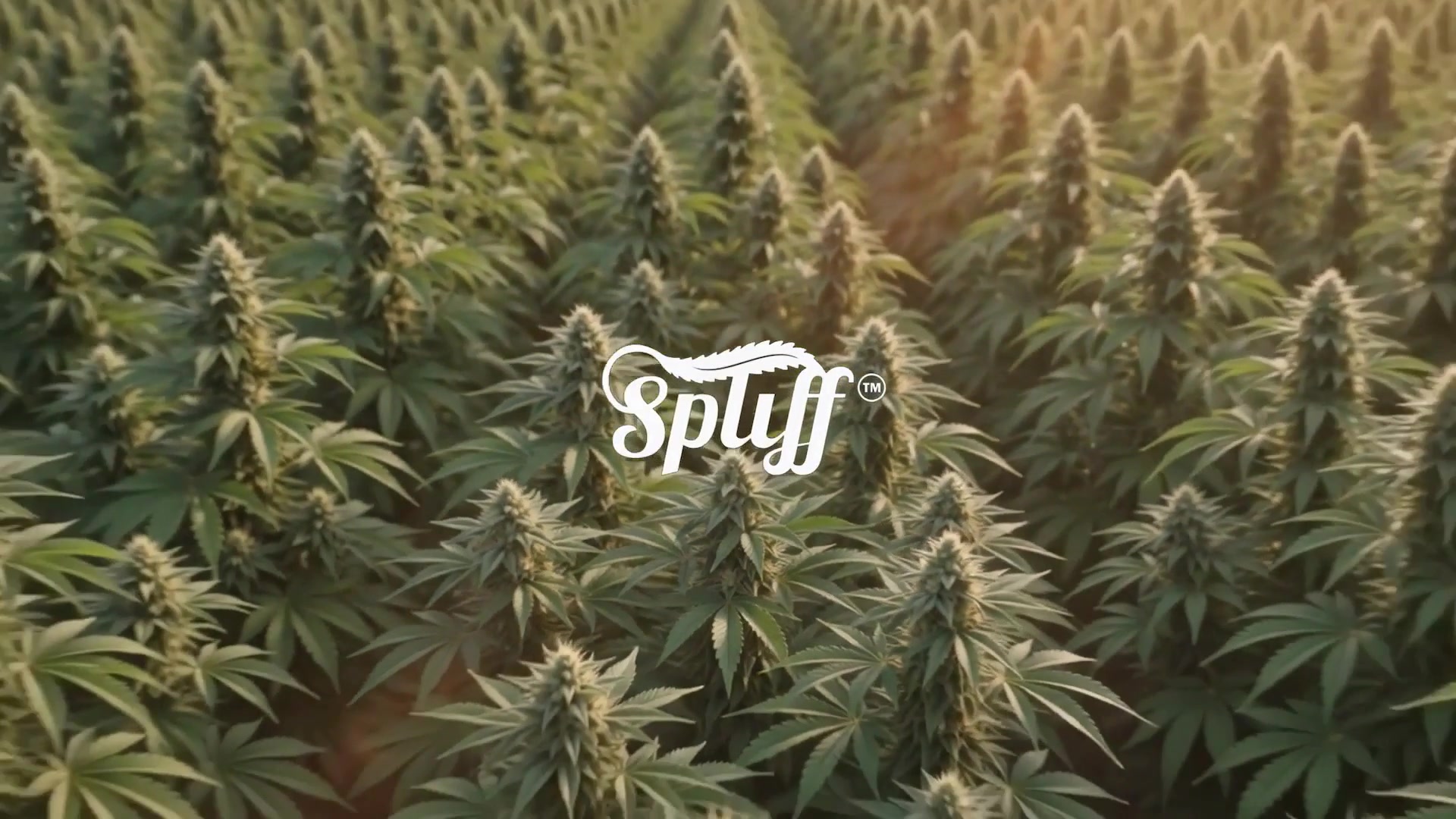Spliff Nation cannabis field brand film